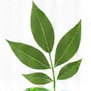 Iconiță plantă verde
